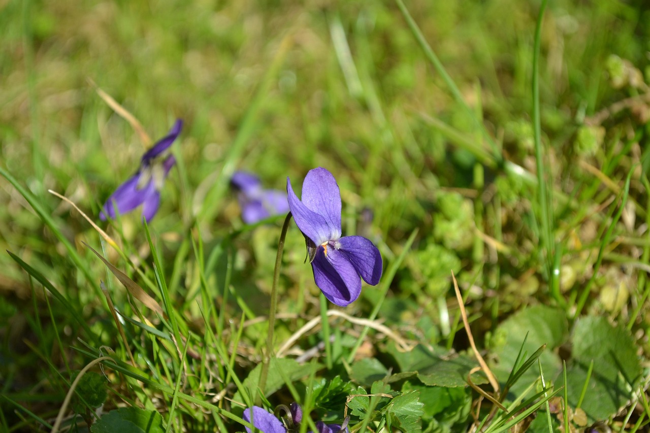 Violet march violets fragrant free photo on pixabay pixabay