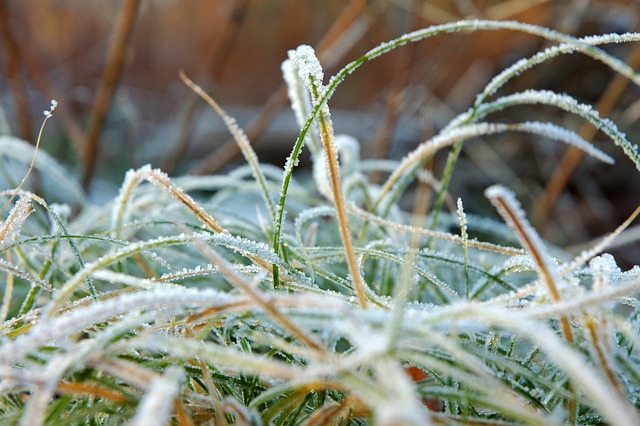 Free Ice Cream Grass photo and picture