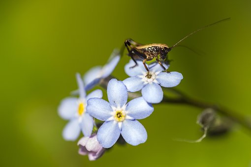 Insect, Grasshopper, Flower, Myosotis