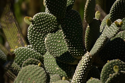 Free Cactus Cactaceae photo and picture