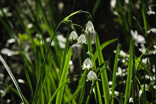 Free Fruehlingsknotenblume Leucojum Vernum photo and picture
