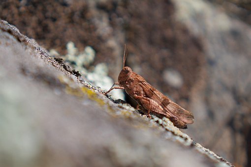 Free Grasshopper photo and picture