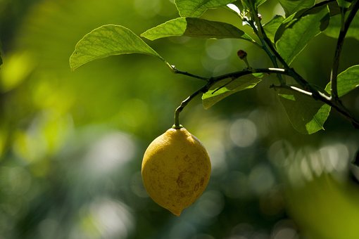 Free Lemon Limone photo and picture