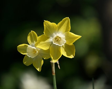 Free Daffodil Yellow Daffodil photo and picture
