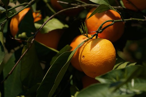 Free Orange Citrus Sinensis photo and picture