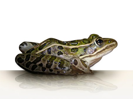 Free Frog Leopard Frog photo and picture