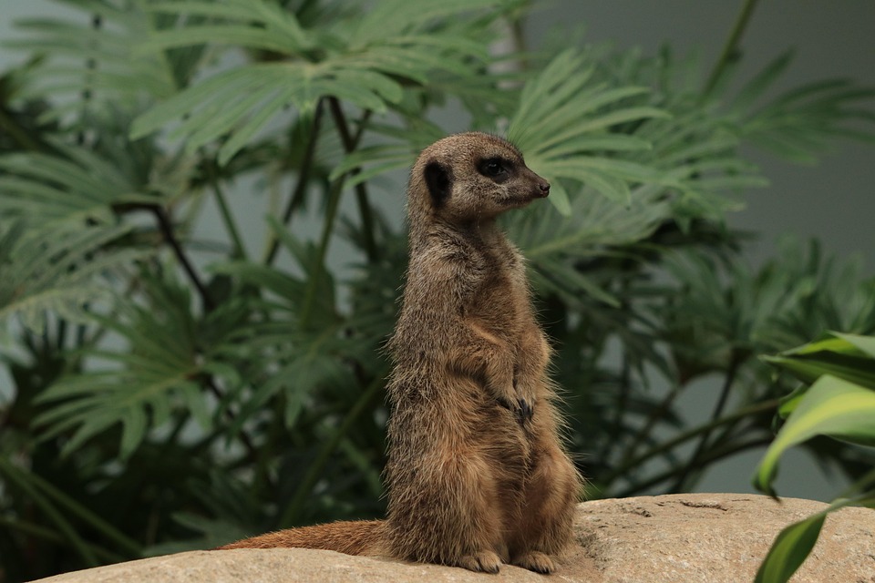 ミーアキャット 動物相 動物 Pixabayの無料写真