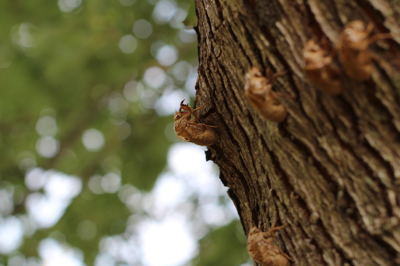 Cicada - free online jigsaw puzzle photo