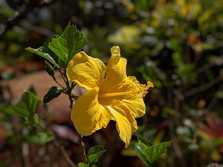Free Flower Hibiscus photo and picture
