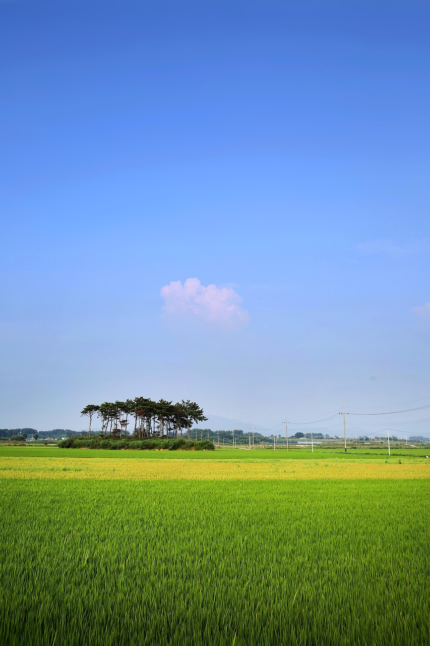 1,000 + 무료 들판 & 자연 이미지 - Pixabay