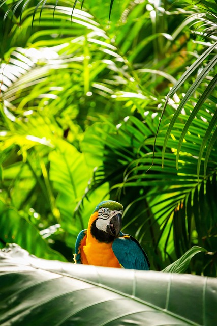 Macaws, Psittaciformes, On Natural