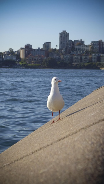 Free Bird Nature photo and picture