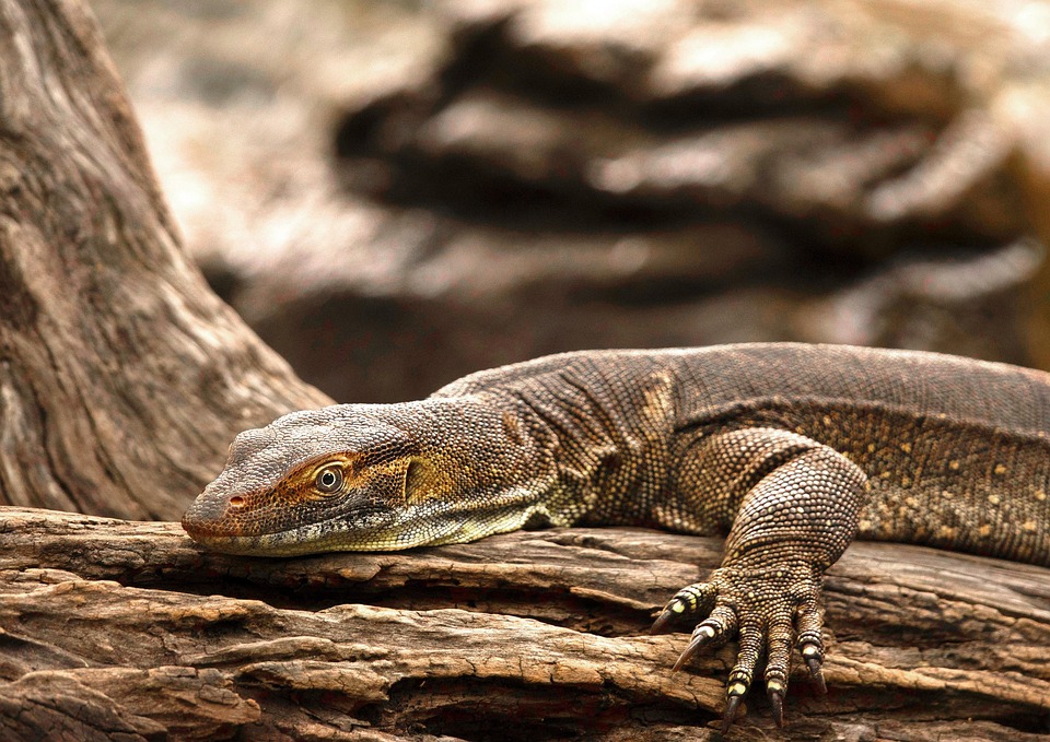 Goanna, Australian, Monitor, Wildlife, Lizard, Reptile