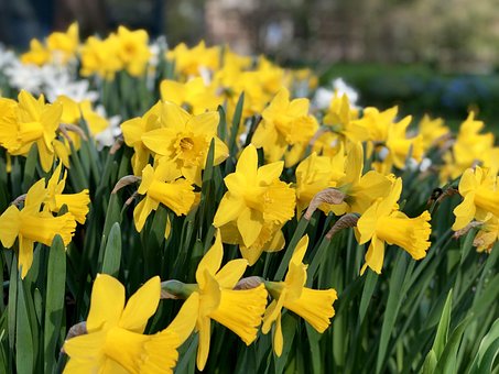 Gele Narcis, Bloem, De Lente