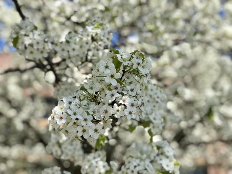 De Lente, Bloom, Kleurrijk, Bloeiend