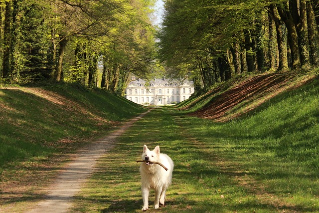 Free Dog Swiss White Shepherd photo and picture