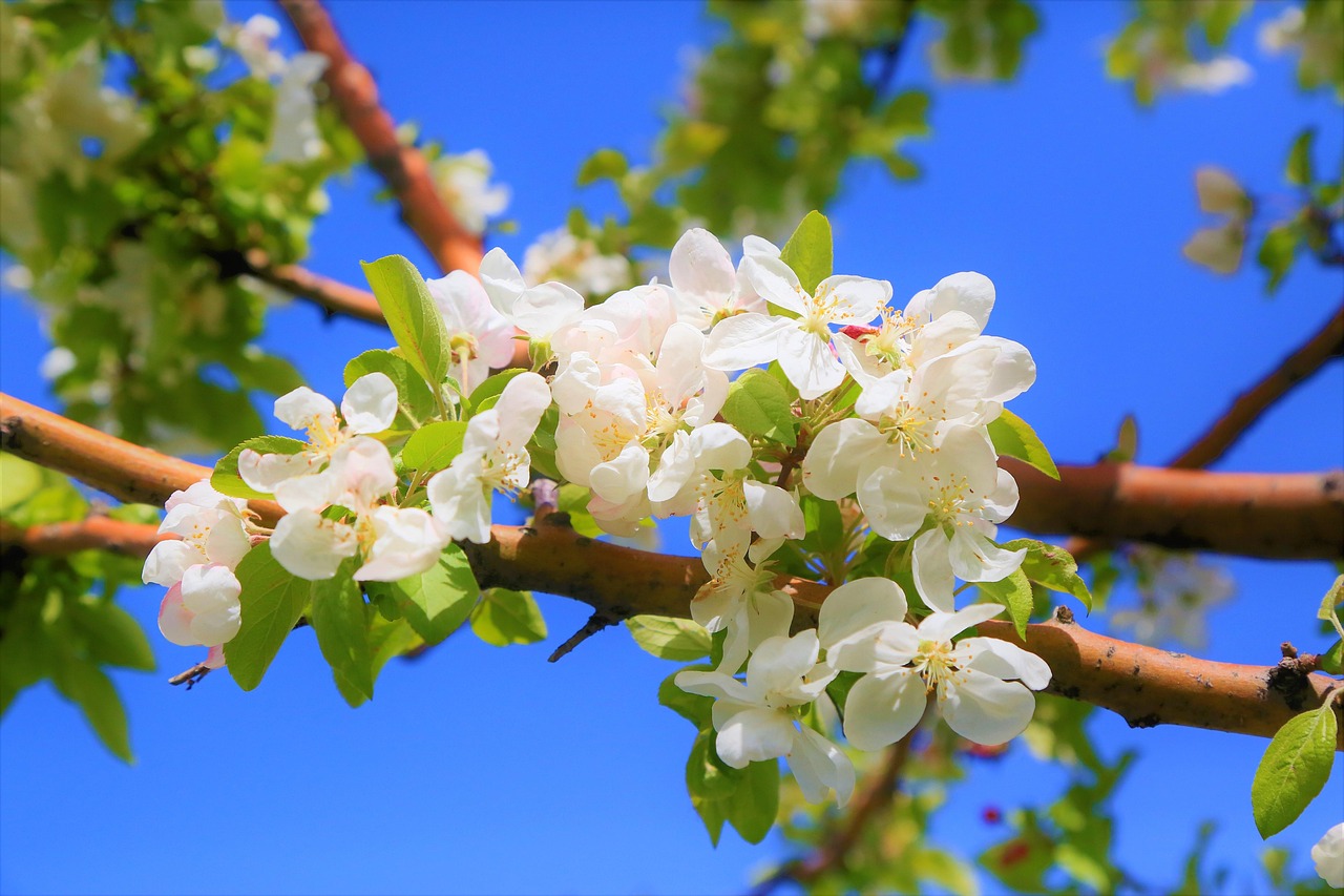 Flower Tree Branch Free photo on Pixabay