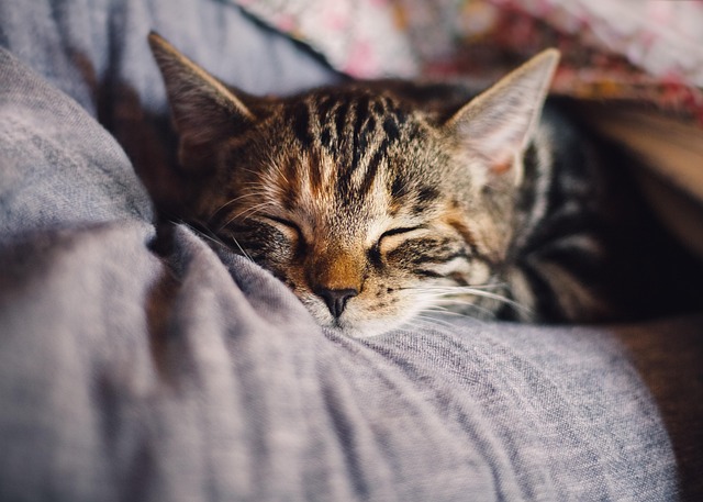 Free Cat Nature photo and picture Free Cat Nature photo and picture