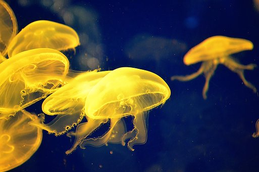 Oceano, Mar, Natureza, Embaixo Da Agua