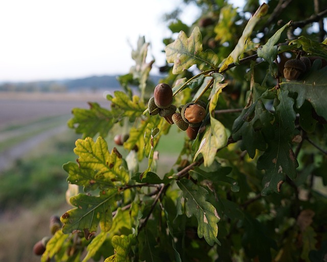 Free Oak Acorns photo and picture