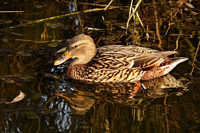 Ente, Natur, Stockente, Wasservogel