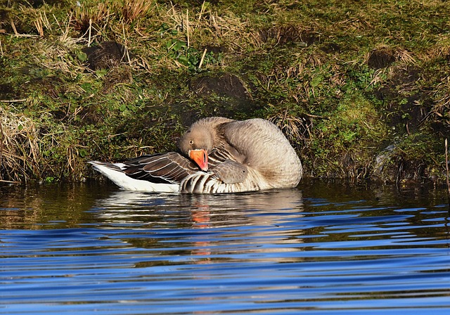 Gans, Wasservogel, Tier, Feder, Gefieder