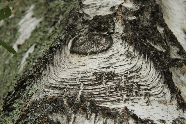 Free Texture Tree photo and picture