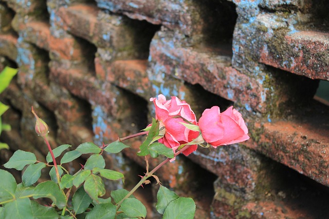 Free Rose Bricks photo and picture