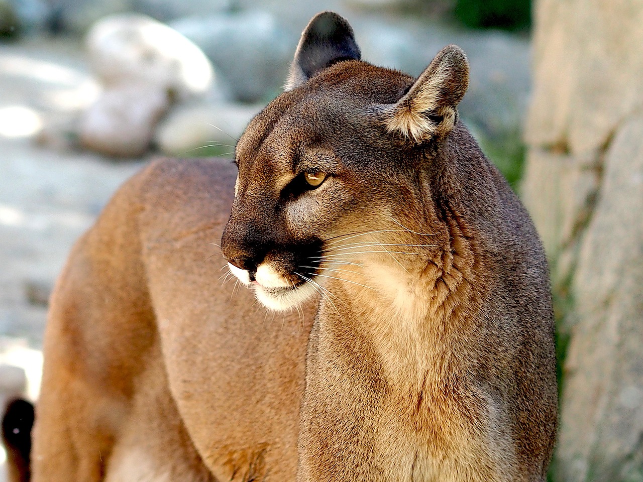 300 Free Baba Puma Puma Images Pixabay 300 Free Baba Puma Puma Images Pixabay