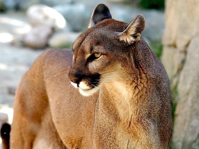 Oltre 100 Foto Puma Natura Gratis Pixabay
