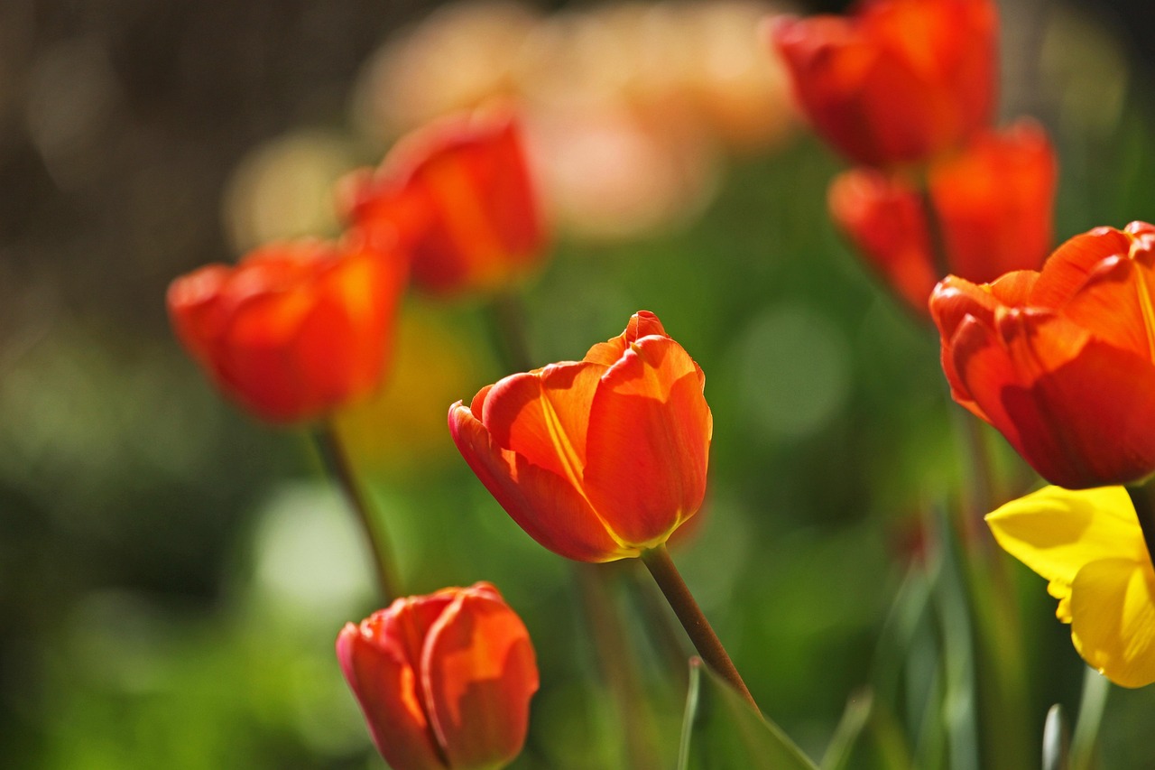 Tulips Early Bloomer Spring Free photo on Pixabay