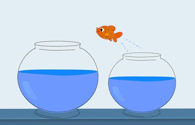 Free fish jump change illustration