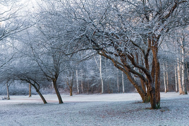 Ochtend Vorst, Vorst, Winter, Natuur