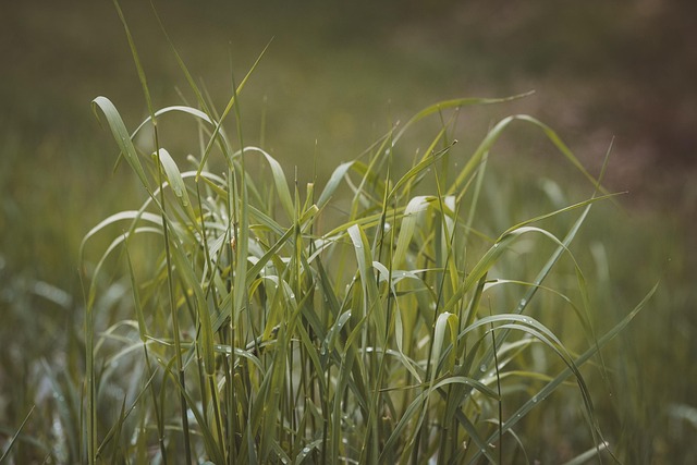 Free Grass Green photo and picture
