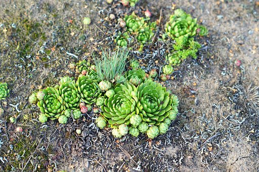 Dach, Ecology, Grün, Anlage, Nature