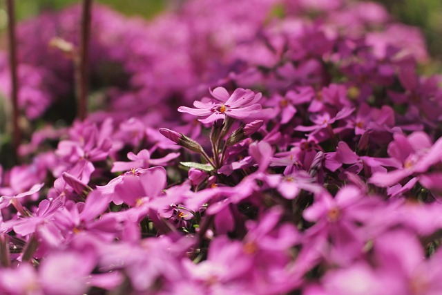 Free Flora Wallpaper 4K photo and picture