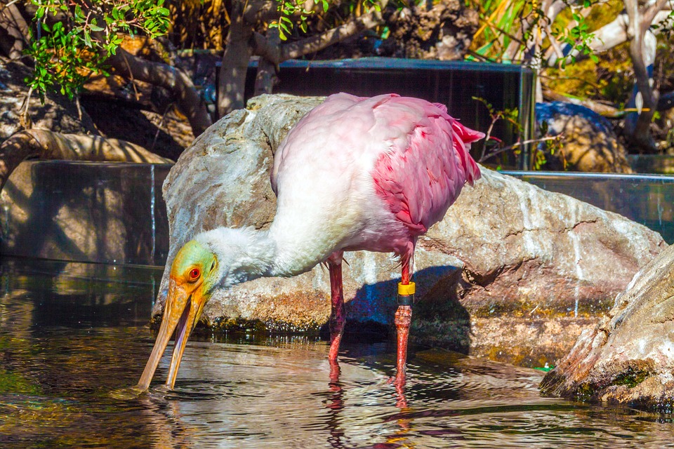 España, Valencia, Ozeaneum, Löffler, Las Aves