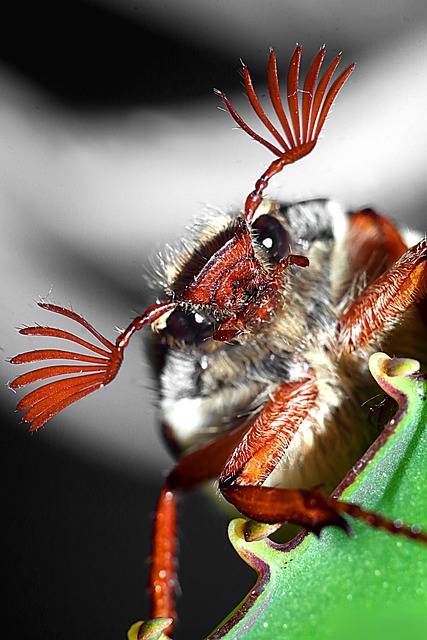 Free Cockchafer Macro photo and picture