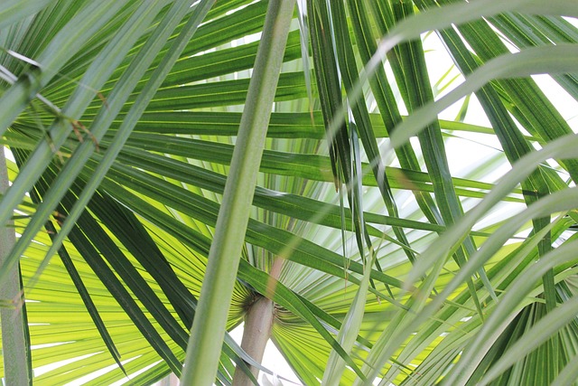 Free Leaf Green photo and picture