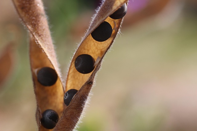 Free Sweet Pea Pod photo and picture