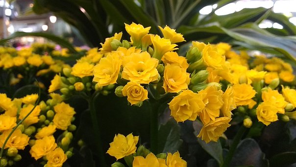Bloem, Tuin, De Lente, Natuur