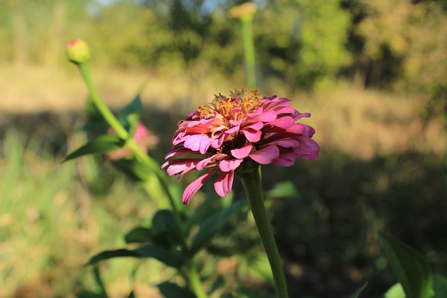 Free Flower Landscape photo and picture