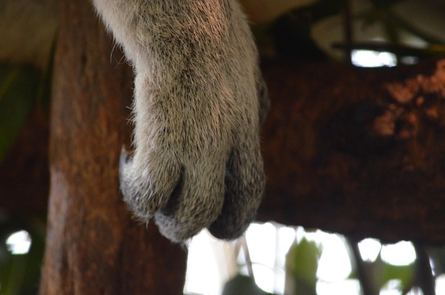 Free Koala Australia photo and picture
