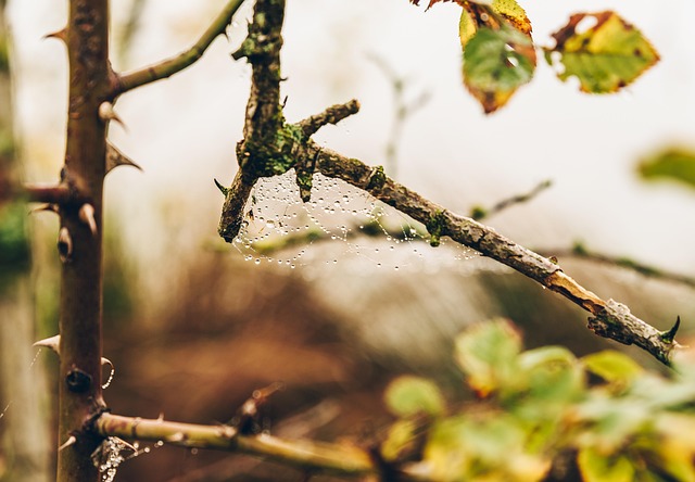 Free Macro Detail photo and picture