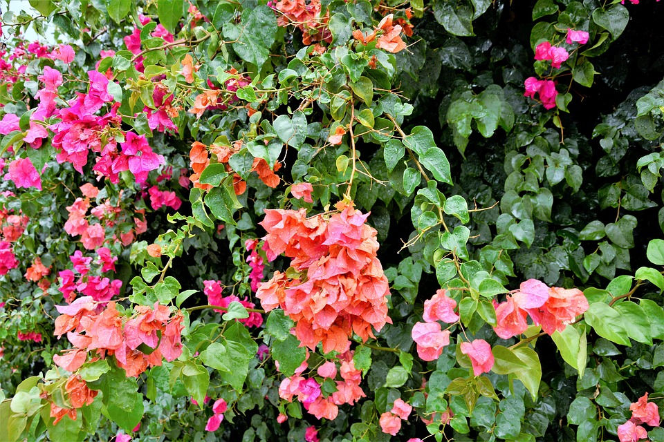 Flowers Colorful Flowering Vines , Free photo on Pixabay
