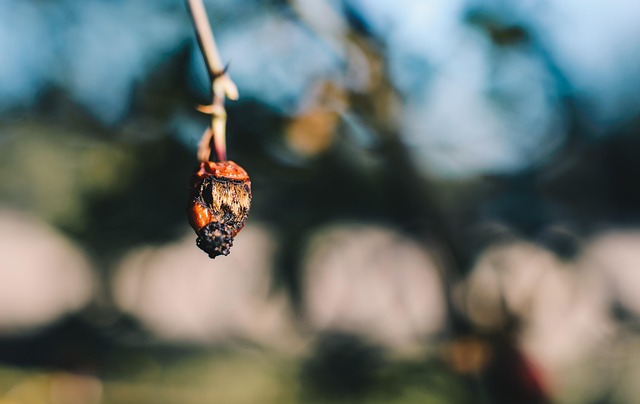 Free Macro Detail photo and picture