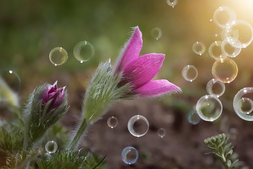 Hải Quỳ, Màu Tím, Màu Hồng, Hoa