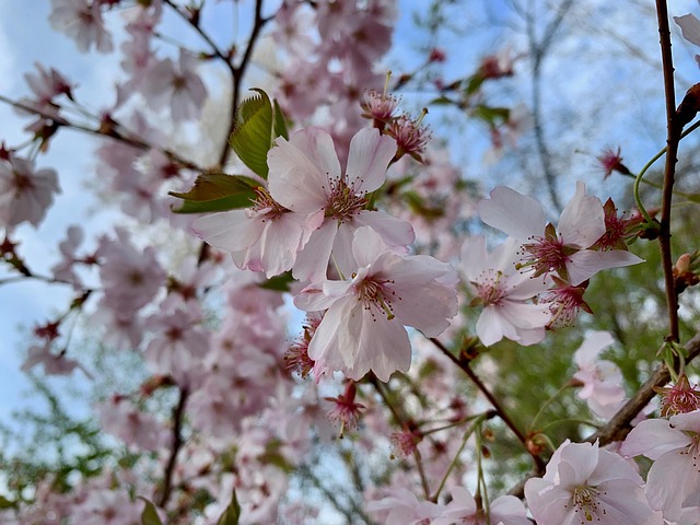 Free Cherry Blossom Spring photo and picture