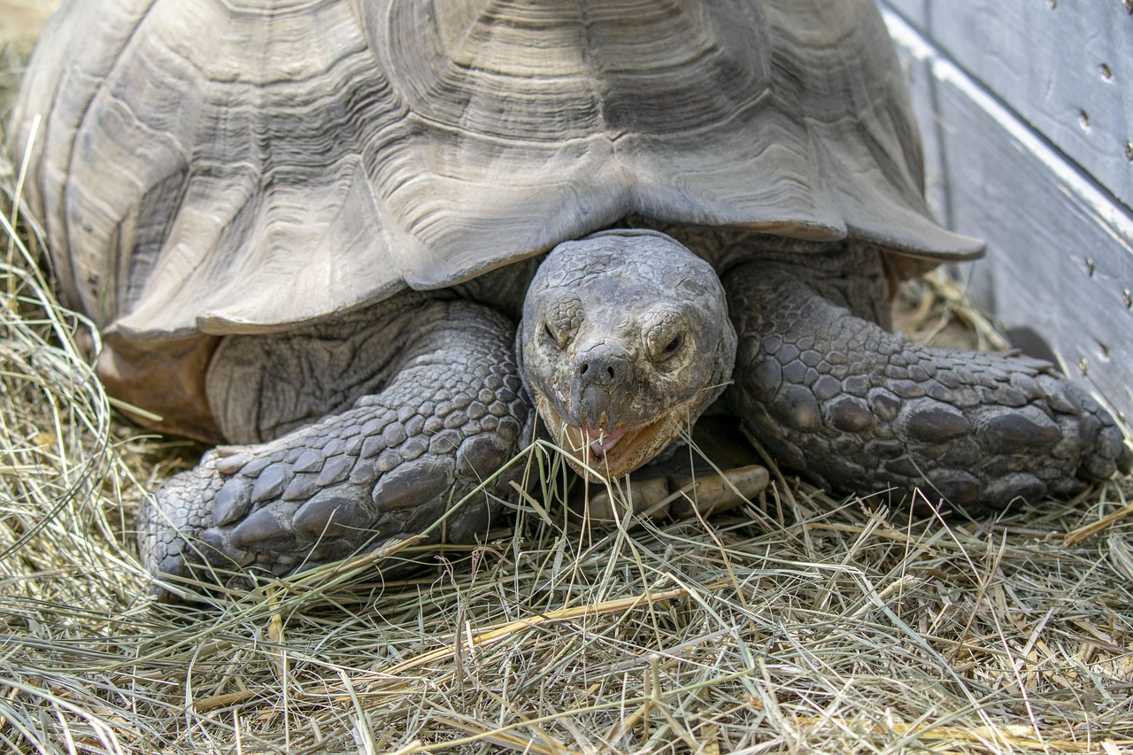 Turtle Dust Dust Turtle Animal - Free photo on Pixabay - Pixabay