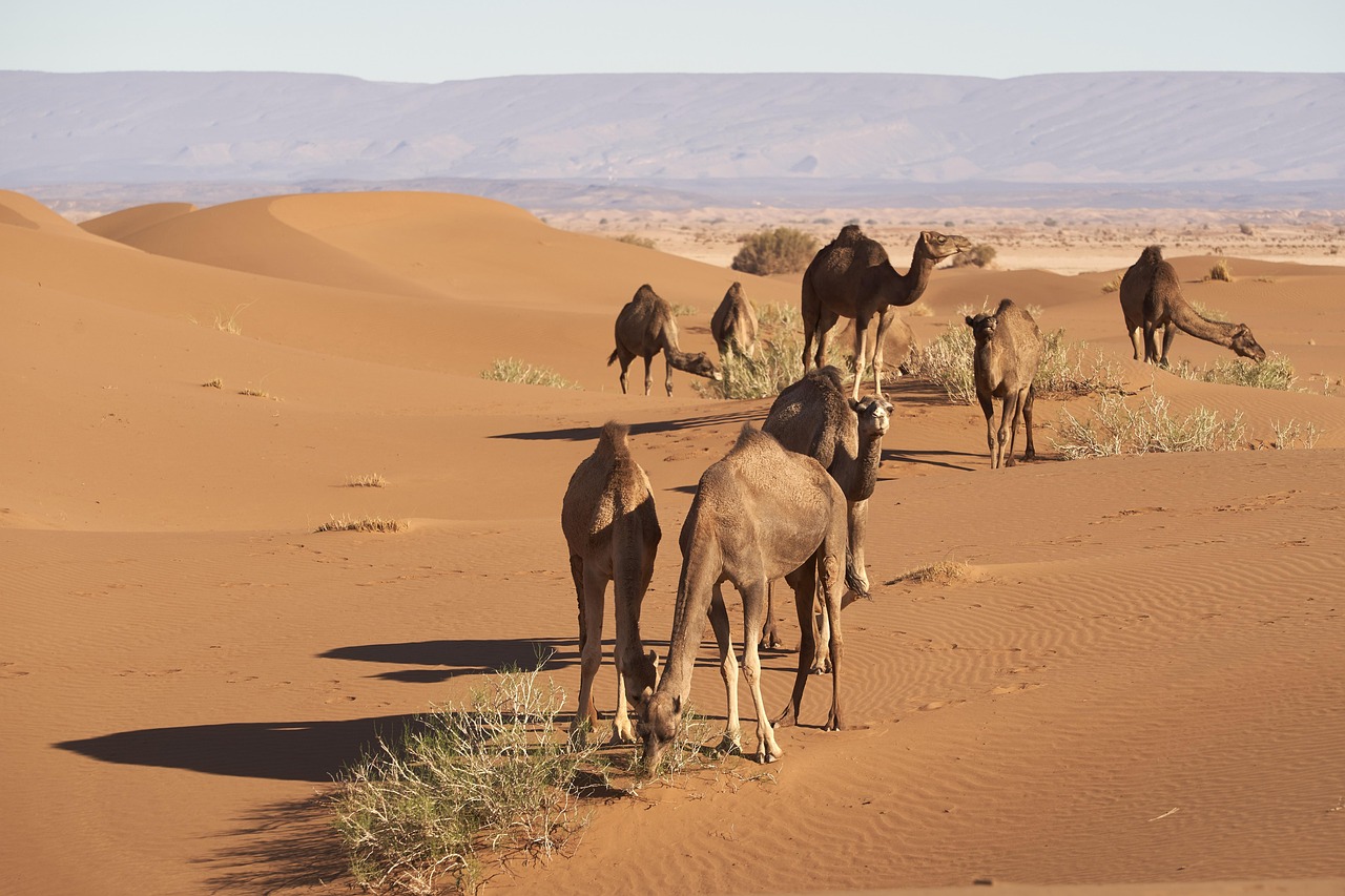 Dromedary Sahara Desert - Free photo on Pixabay